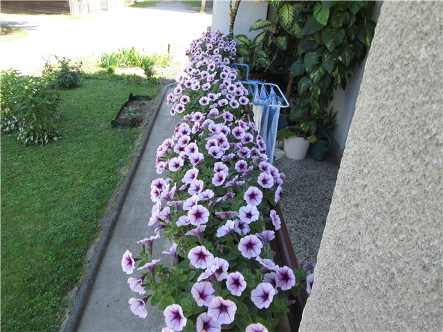 balkon ljeto